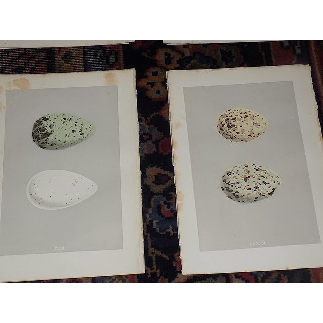 Mid 19th Century Authentic Antique 19th Century Hand Colored Egg Lithographs - Water Birds - Set of 12 For Sale - Image 5 of 9