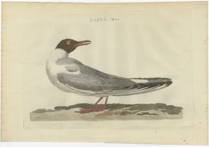 Sepp & Nozeman, Bird Illustration of the Male Black-Headed Gull, 1789, Print