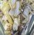Pure Gold by Sheri Farabaugh | Oil on Hardboard Painting of white flowers with green leaves For Sale