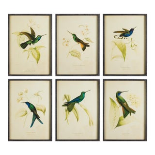 Hummingbird Prints, Set Of 6 For Sale