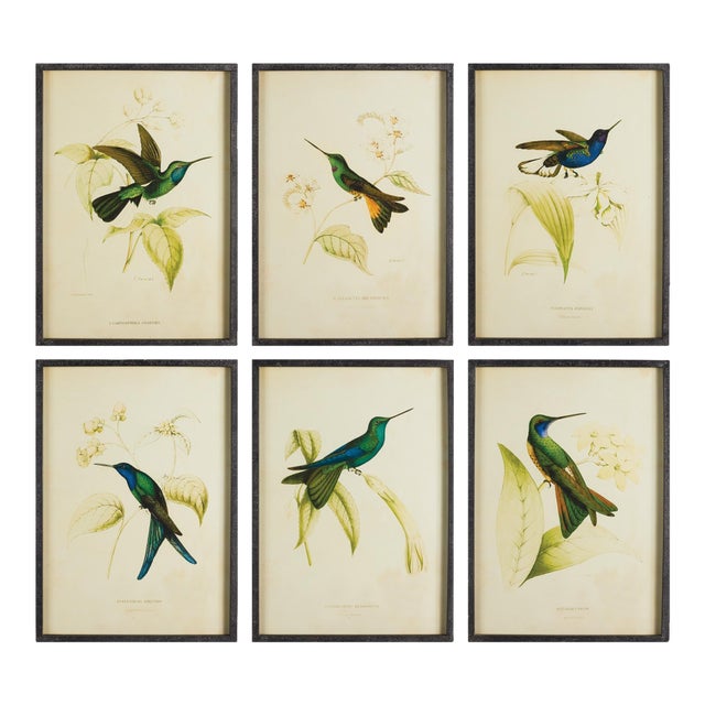 Hummingbird Prints, Set Of 6 For Sale