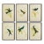 Hummingbird Prints, Set Of 6 For Sale