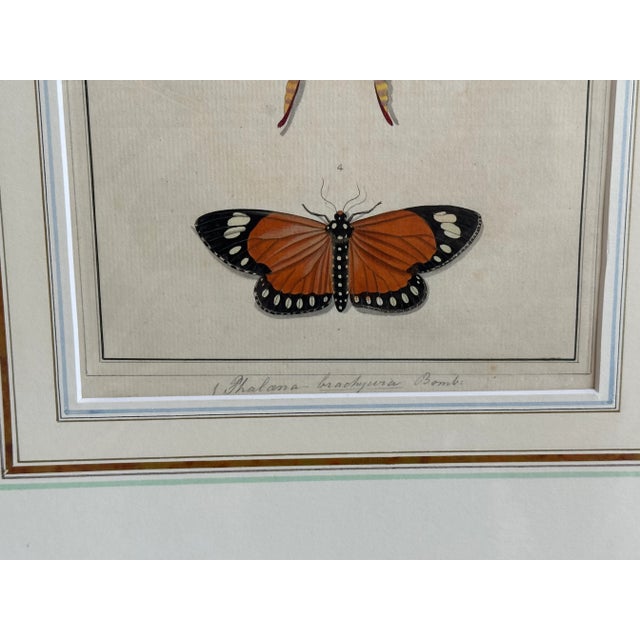 Antique Natural History Moth Art Print For Sale In New York - Image 6 of 11