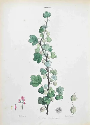 Vincenzo Tenore, The Gooseberry, Lithograph, 1870s