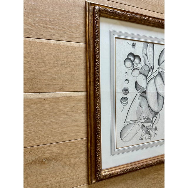 Dennis & Leen Botanical Print With Gilded Frame – DL-Art 38 For Sale In Kansas City - Image 6 of 9