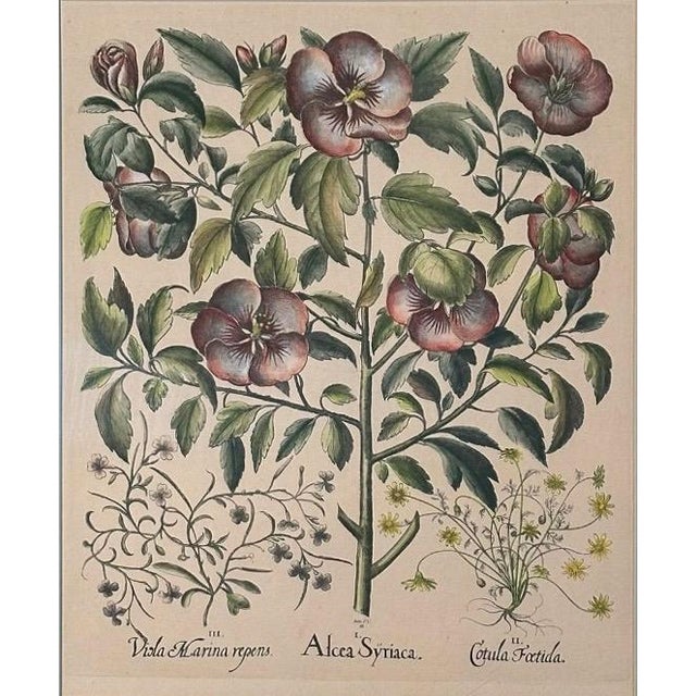 English Vintage Framed Basilius Besler Botanical Lithograph Prints Hortus Eystettensis Pair For Sale - Image 3 of 18