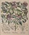 English Vintage Framed Basilius Besler Botanical Lithograph Prints Hortus Eystettensis Pair For Sale - Image 3 of 18
