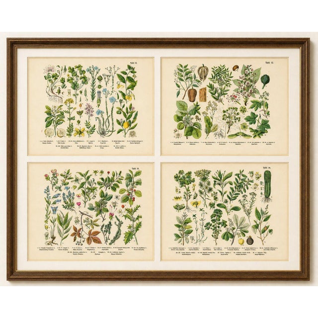 Black M. Fünfstück, Wildflowers & Medicinal Plants, 1890s, Chromolithograph, Set of 4 For Sale - Image 8 of 9