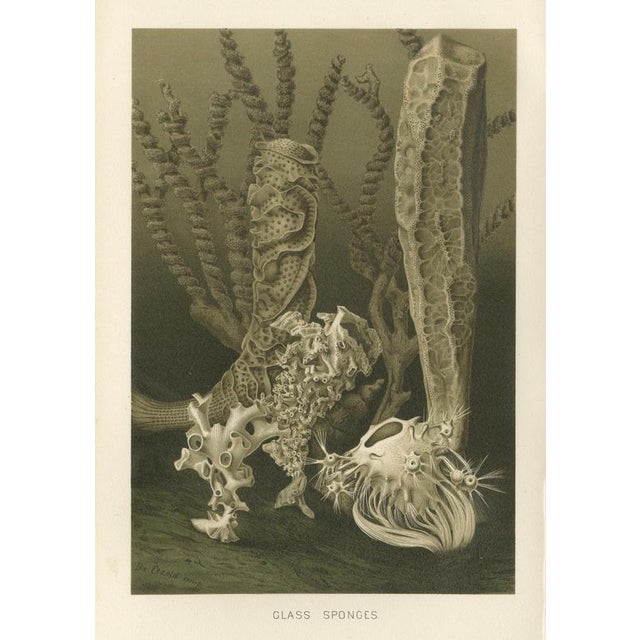 Richard Lydekker, Glass Sponges Deep-Sea Marine Life, 1896, Color Process Print For Sale - Image 9 of 9