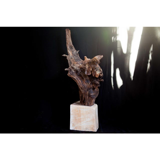 Brown Wabi Sabi Root Wood Sculpture For Sale - Image 8 of 13