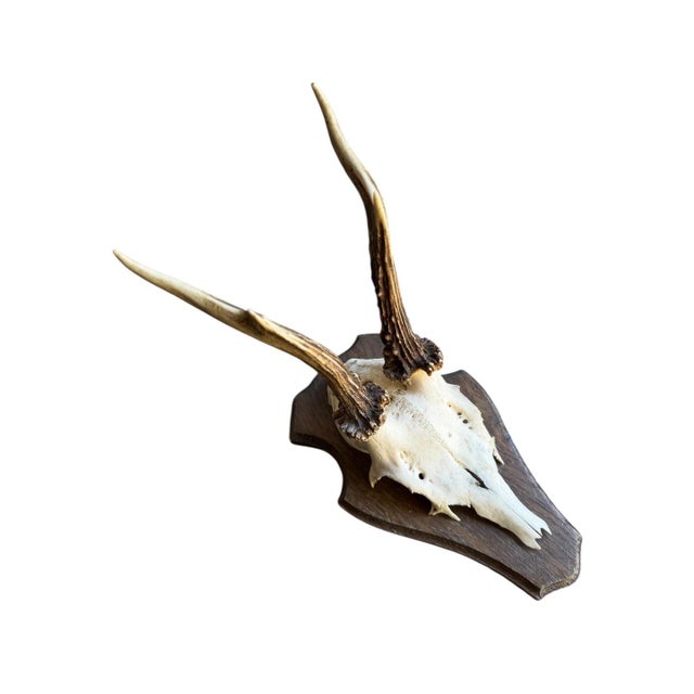 Roe Deer Trophy mounted on wood plaque.