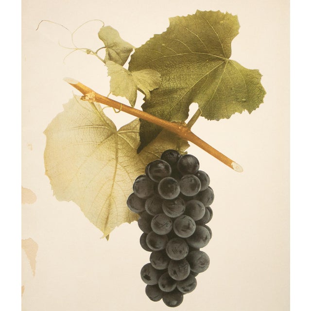 1900 - 1909 1900s U. P. Hedrick, Original Antique Photogravure of Moore Early Grapes For Sale - Image 5 of 8