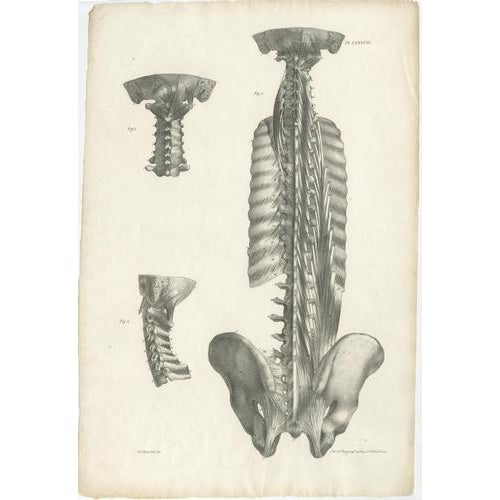 Early 19th Century Jules Cloquet, French Anatomical Lithographs, 1821, Lithograph, Set of 4 For Sale - Image 5 of 9