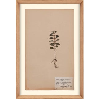 Herbarium, No.9, Framed Artwork For Sale