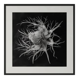 20" X 20" 'Devil in the Bush Flower' - Black and White Botanical Photography Print / Karl Blossfeldt For Sale