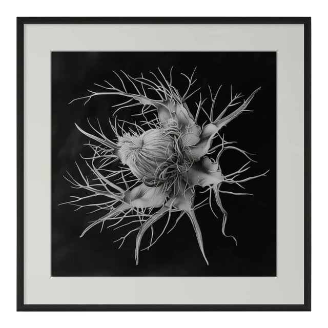 20" X 20" 'Devil in the Bush Flower' - Black and White Botanical Photography Print / Karl Blossfeldt For Sale