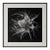 20" X 20" 'Devil in the Bush Flower' - Black and White Botanical Photography Print / Karl Blossfeldt For Sale