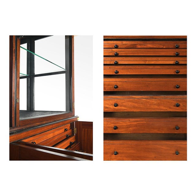 Mahogany Display Case of the Great Zoological Museum of Cambridge For Sale - Image 4 of 9