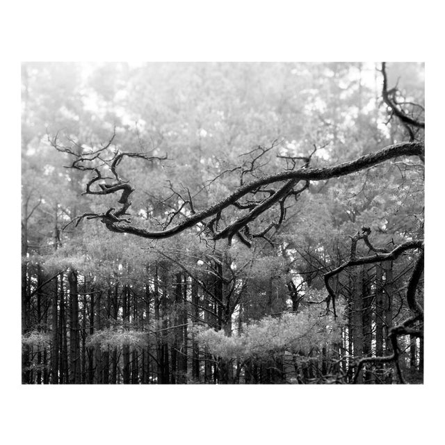 Ugne Pouwell, Baltic Pine, 2021, Photography For Sale