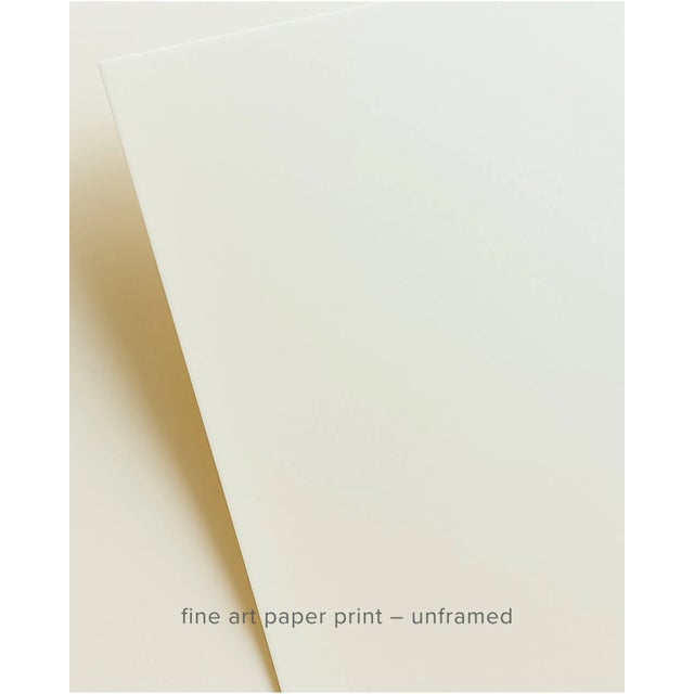 Poppies by Joe Clarke – Limited Edition Botanical Photograph | Archival Fine Art Paper Print For Sale - Image 4 of 5