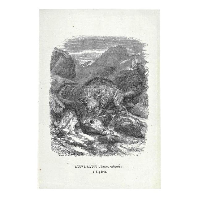Paul Gervais, Algerian Hyena, Original Lithograph, 1854 For Sale