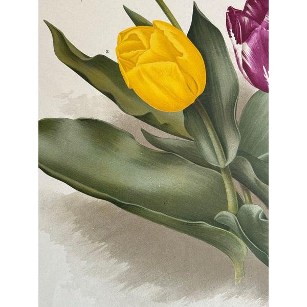 Charles Dickens & Obelisque, Hyacinths, 1900, Prints, Set of 2 For Sale - Image 4 of 10