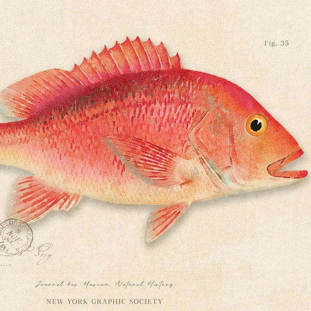 Illustration Contemporary Reproduction of Vintage Fish (1) Art Print, Framed For Sale - Image 3 of 5