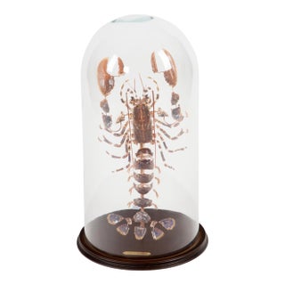 Deconstructed Lobster (Homarus Gammarus) Specimen Under Glass Dome, 28"H For Sale
