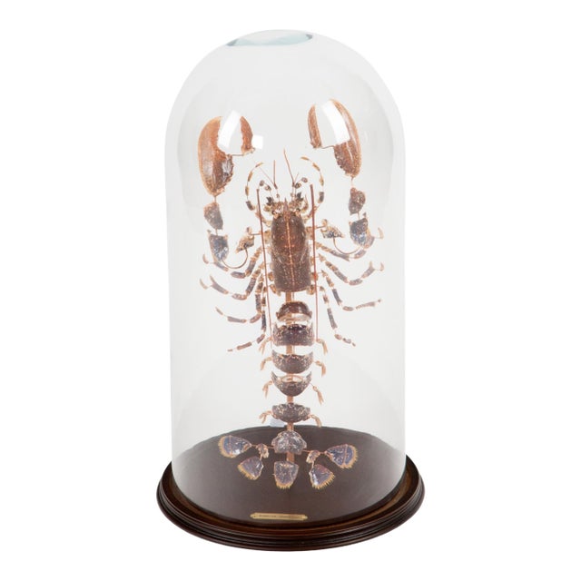 Deconstructed Lobster (Homarus Gammarus) Specimen Under Glass Dome, 28"H For Sale