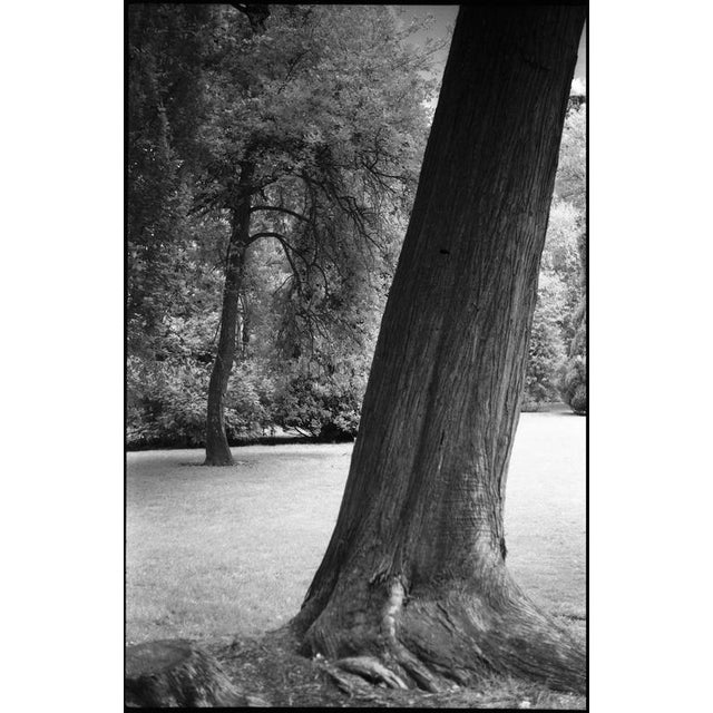 Not Yet Made - Made To Order Paul Cooklin, Trees, Harcourt, France, Edition of 50 For Sale - Image 5 of 5