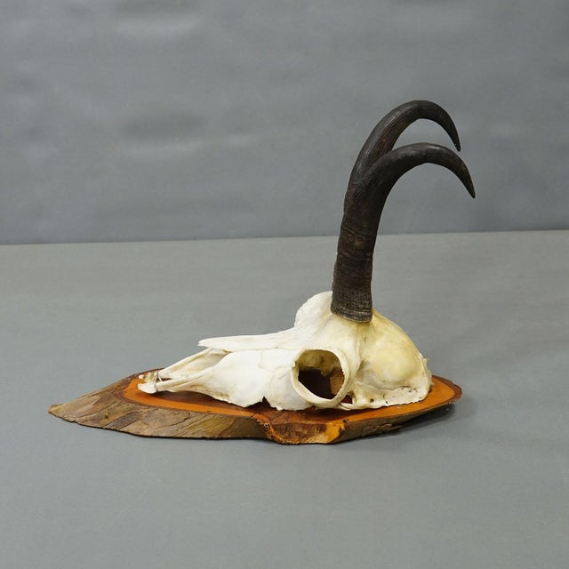 Vintage Set of Six Chamois Trophies on Wooden Plaques, Germany ca. 1970s A set of six vintage chamois (Rupicapra...