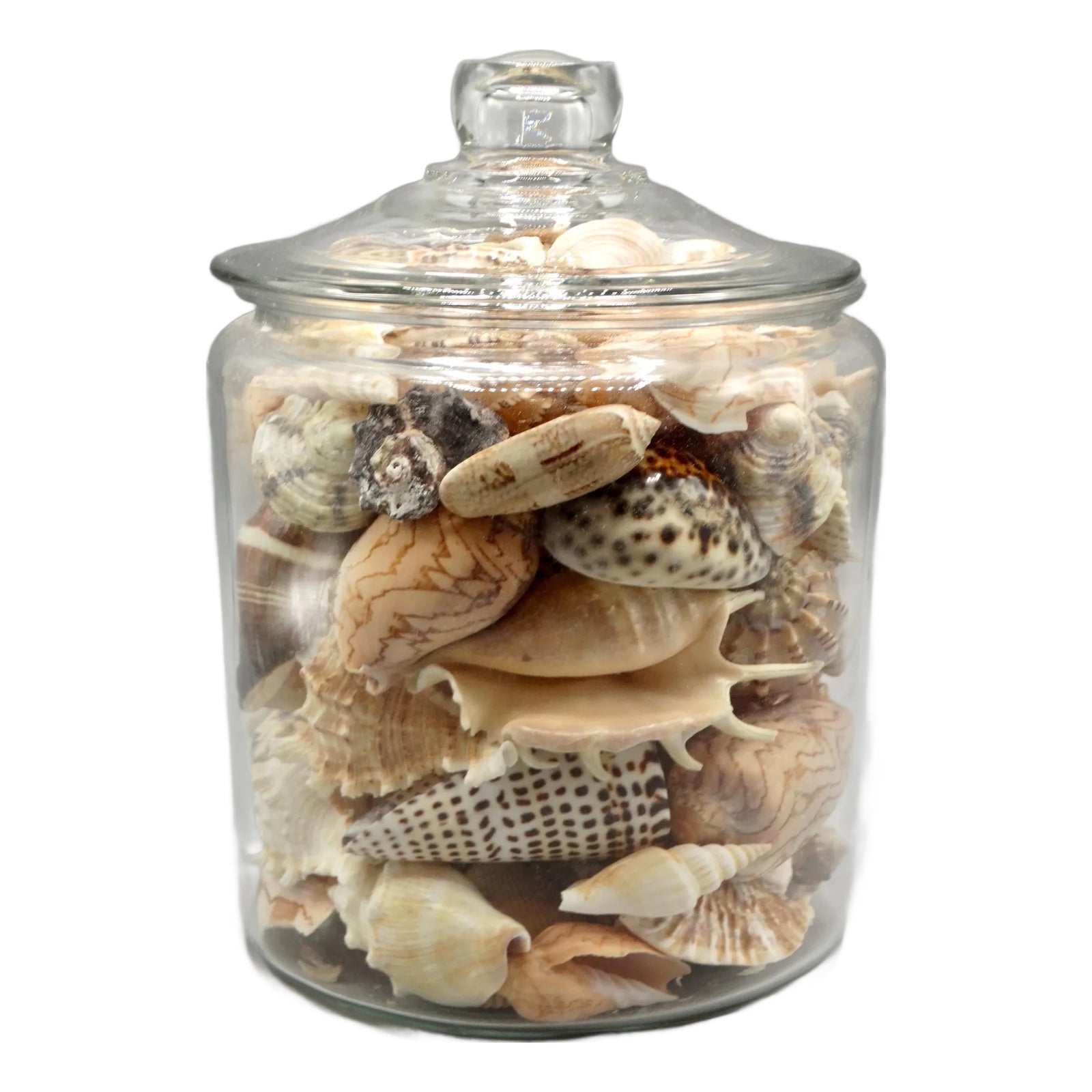 Large Lidded Jar With Seashell Collection | Chairish
