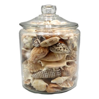 Large Lidded Jar With Seashell Collection For Sale
