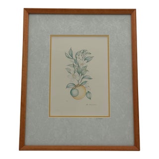 Margot Weemaes 1981 Citrus Botanical Portfolio Print For Sale