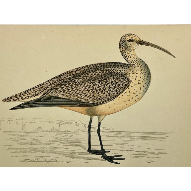 Antique Bird Print From England Showcasing a Esquimaux Curlew - Circa 1880 For Sale - Image 10 of 11