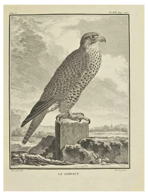 Bernard Baron, Le Gerfaut, Etching, 1771