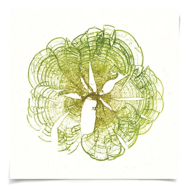 The ever-evolving dialogue between mesmerizing form and unearthly color invokes the true essence of nature in these...