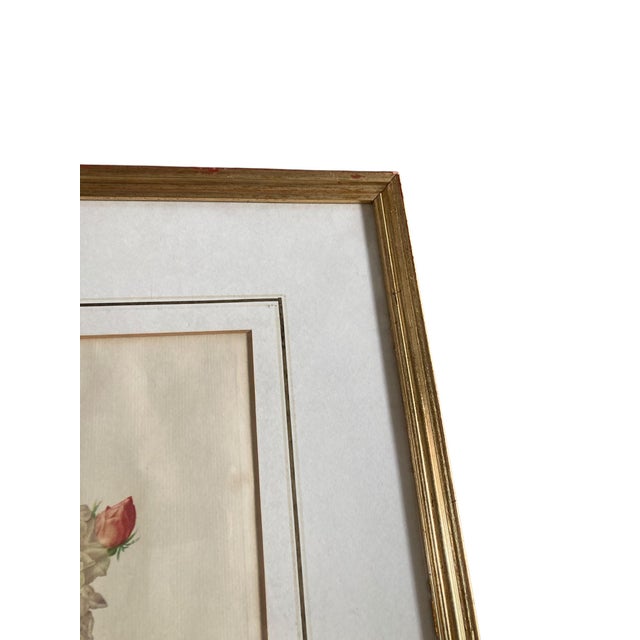 1920s Pierre Joseph Redoute, Botanical Prints, 1929, Glass, Framed, Set of 2 For Sale - Image 5 of 7
