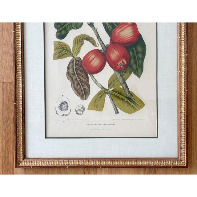 Mid 20th Century Vintage Botanical Floral Prints, l'Ile De Java, Framed, a Pair Reproduction For Sale - Image 5 of 12
