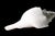 Mid 20th Century Large Conch Sea Shell For Sale - Image 4 of 7