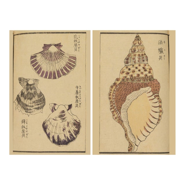 Vintage Japanese Seashell Studies Diptych, Woodblock Print Reproduction Set, 24" X 36" For Sale