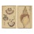Vintage Japanese Seashell Studies Diptych, Woodblock Print Reproduction Set, 24" X 36" For Sale