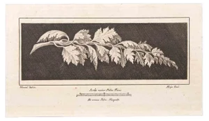 Vincenzo Aloja, Ranch with Leaves, Etching, 18th Century