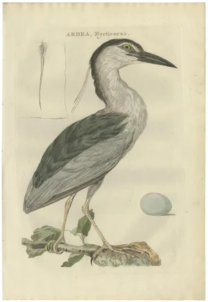 Sepp & Nozeman, Black-Crowned Night Heron, 1789, Paper