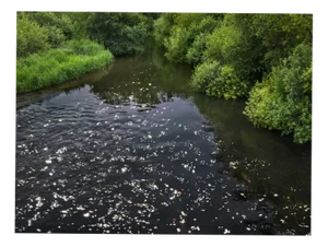 Ellie Davies, Chalk Streams 4, 2023, Print