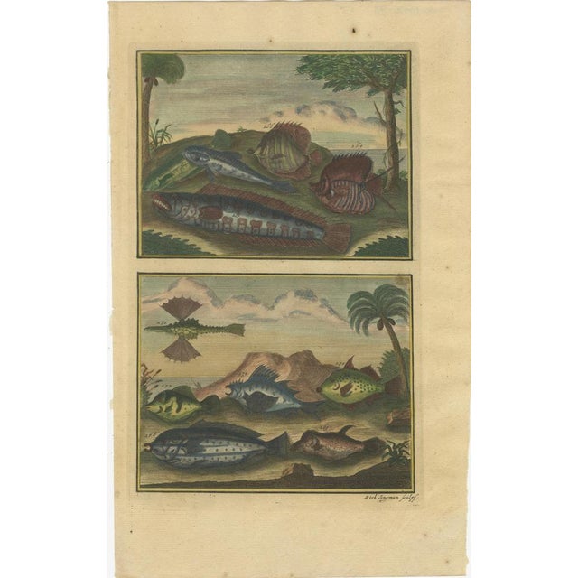 Paper F. Valentijn, Fishes and Crustaceans, 1726, Paper, Set of 12 For Sale - Image 7 of 14