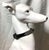 1960s 1960s Large Tall Ceramic Whippet Greyhound Dog 28” Tall For Sale - Image 5 of 12