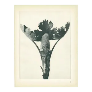 1928 Original Period Photogravure N51 of Plume Poppy by Karl Blossfeldt