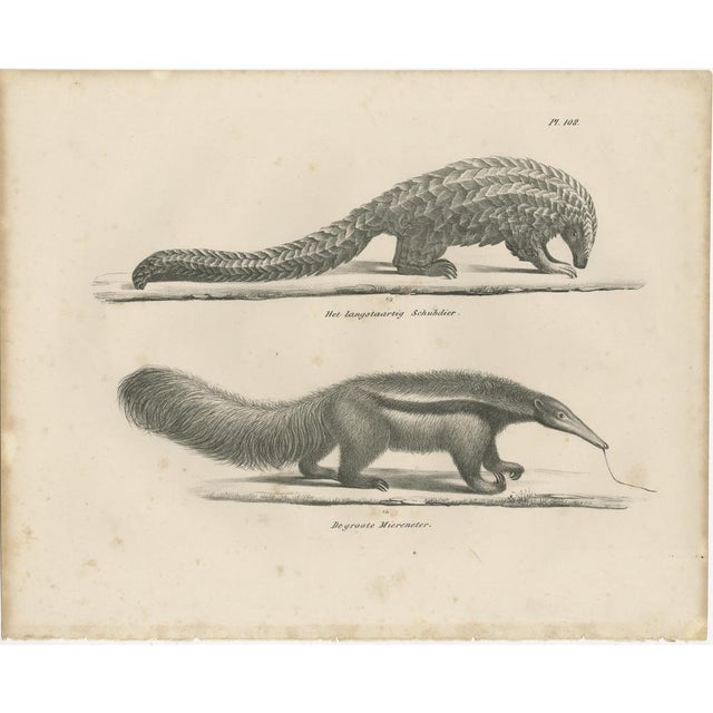 Black Schinz, Armadillo, Pangolin & Anteater, Lithographs, 1830, Set of 2 For Sale - Image 8 of 9