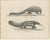 Black Schinz, Armadillo, Pangolin & Anteater, Lithographs, 1830, Set of 2 For Sale - Image 8 of 9